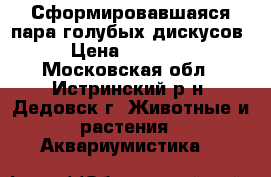 Сформировавшаяся пара голубых дискусов › Цена ­ 10 000 - Московская обл., Истринский р-н, Дедовск г. Животные и растения » Аквариумистика   
